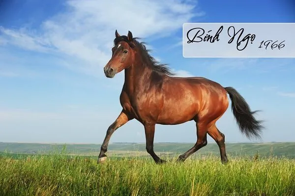 Nam mạng, Nữ mạng tuổi Bính Ngọ 1966 mệnh gì, tuổi gì, hợp màu gì?